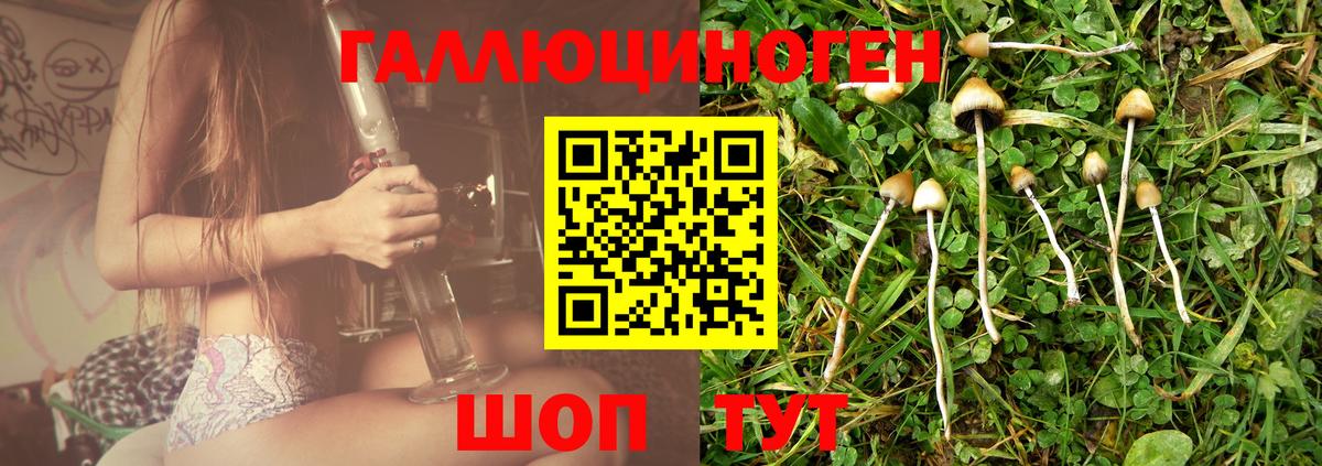 Галлюциногенные грибы Psilocybine cubensis Подольск